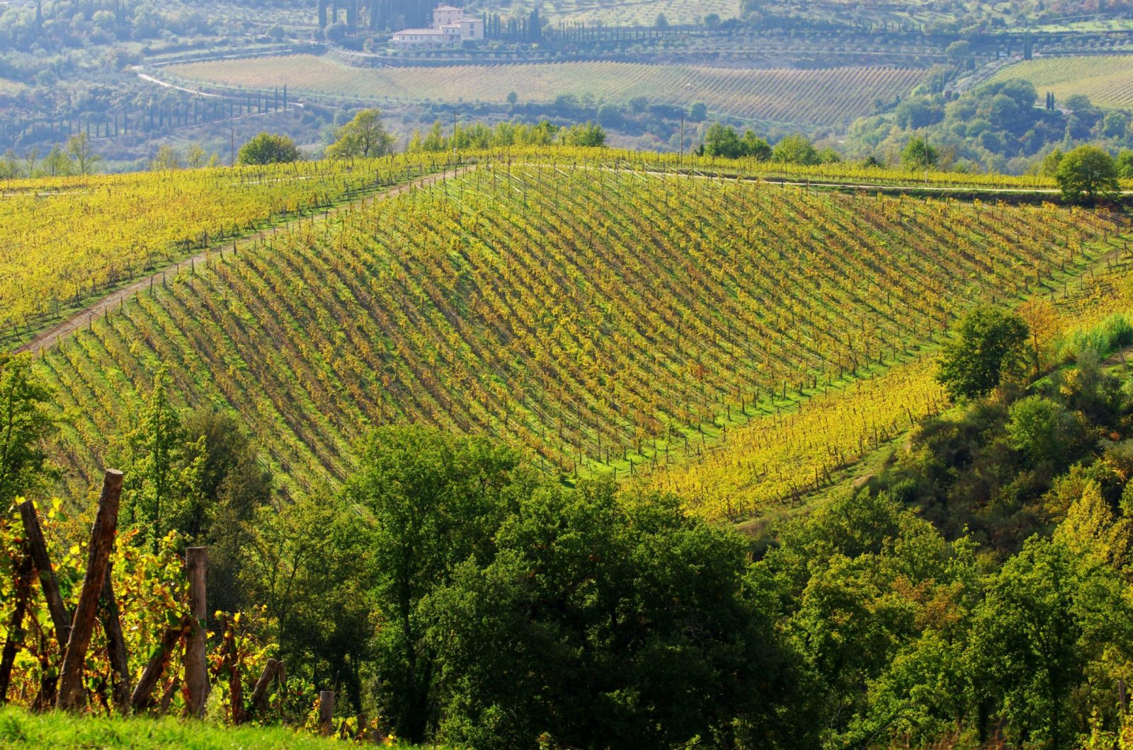 Weinberge von Badia a Coltibuono