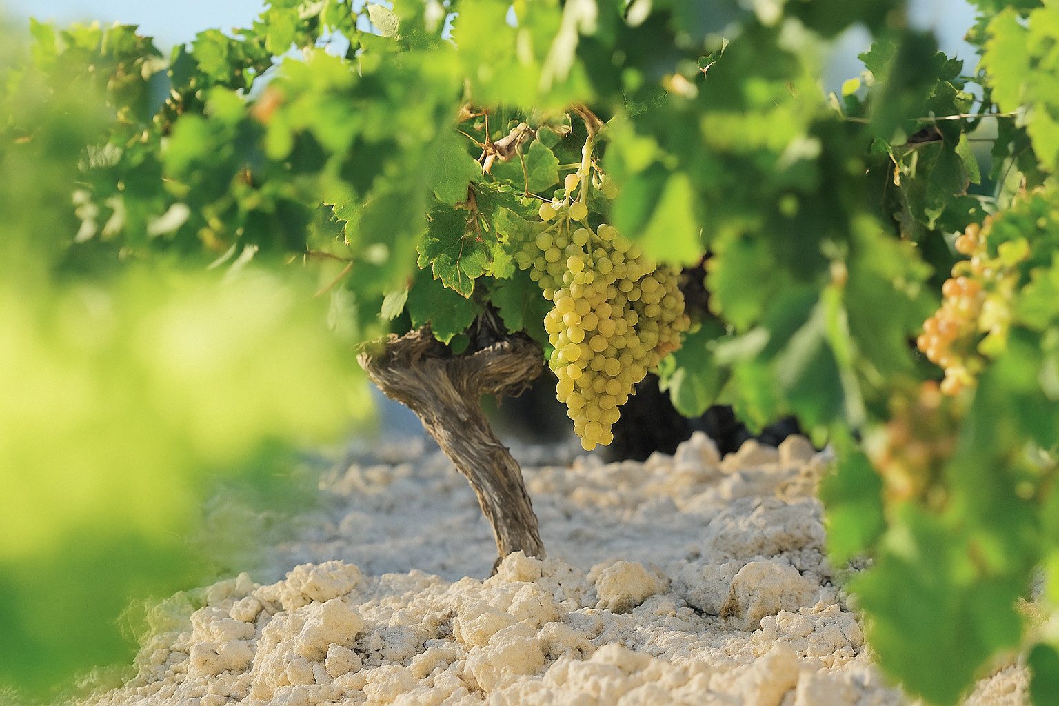Weiße Weintraube im Weingarten von Lustau