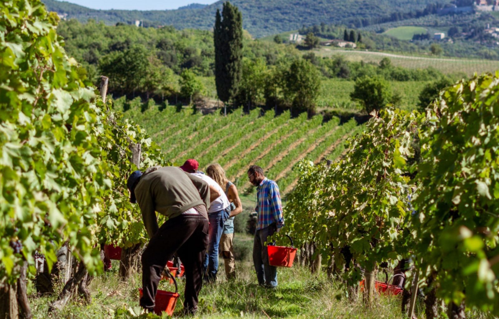 Erntehelfer in den WEinbergen von Badia a Coltibuono