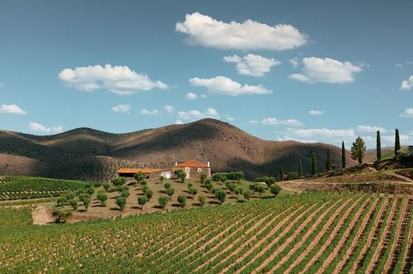 Weinberge von Ramos Pinto