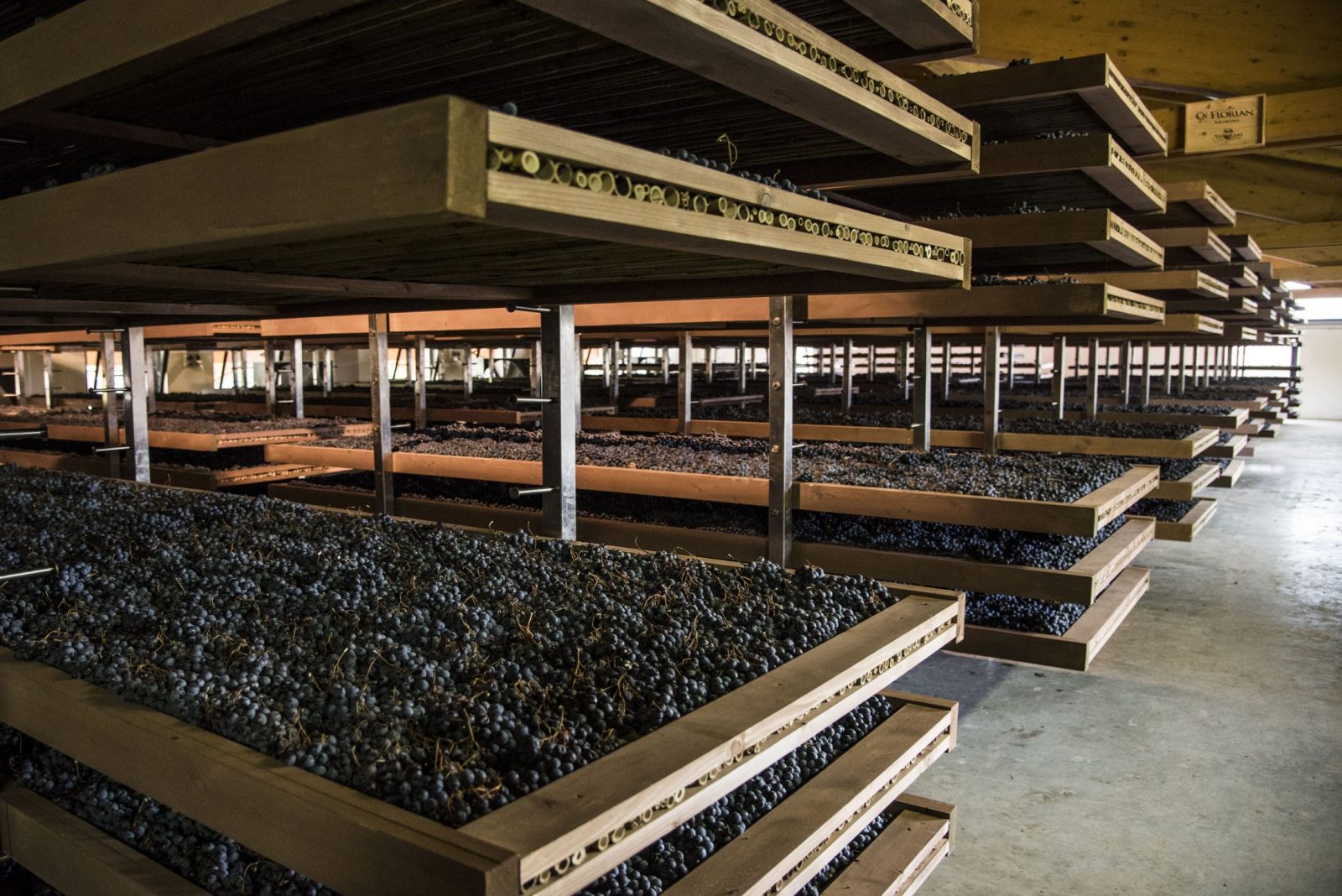 Traubentrockung am Weingut Tommasi