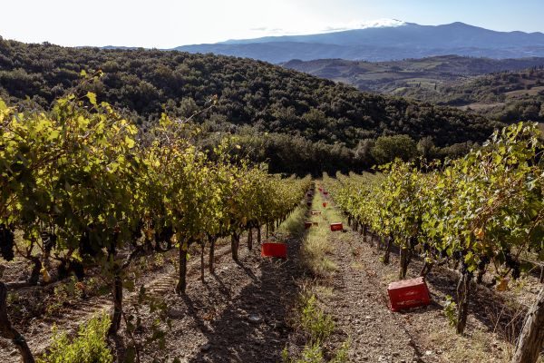 Lese am Weingut Salicutti
